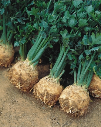 Picture of Celeriac Prinz